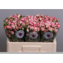 R branchue reflex - Flora Ola Ltd.
