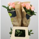 R Gr madame gulya! - Gerbera Power Bvba