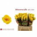 R Gr moonwalk - Kneppers Rozen