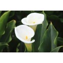 Arums Blanc - Midi