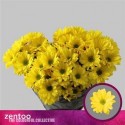 deco Celebrate jaune - .