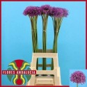 ALLIUM gladiator bleu - .