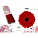 gerbera RODEO - Holstein Flowers
