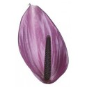 anthurium PREVIA - Anthogether Oosterzon