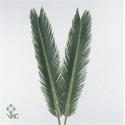 CYCAS 50 - .