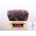 LIM SAF LILAC 70/30GR - .