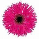 gerbera spider NOLA - .
