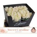 R GR SWEET CAROLINE EXTREME 60CM - - .