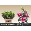 lilium double SAMANTHA - .