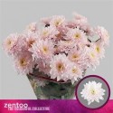 deco PASTELA ROSE - .