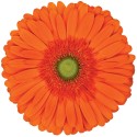gerbera ATLANTA - .