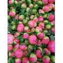 Pivoine Coral Charm - France-Midi