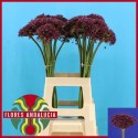 Allium cherry - Flores Andalucia BV