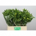 Alstro lemon - Vannova Chrysanten