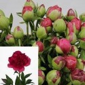 Pivoine Commander - France-Midi