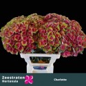 hortensia M MAG CHARLOTTE - Zeestraten...