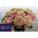 hortensia M MAG AMETHYST - .