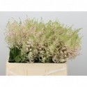 Astilbe japonica europa - Aert-Herijgers,...