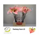 Anthurium Exciting Love - Hollande