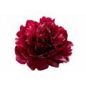 Pivoine Red Sarah - France-Midi