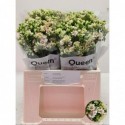 KAL OVERIG - Queen Holland