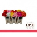 germini varié - Schouten Opti-Fleurs BV