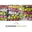 orchidé MI varié - Sunshine Orchids