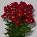 deco RUBY STAR - .