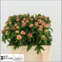 Pivoine Coral charm - France-Midi