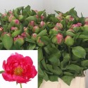 Pivoine Paula Fay - France-Midi