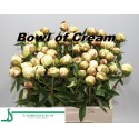 Pivoine Bowl of cream - France-Midi