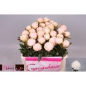 Pivoine Mother Choice - France-Midi