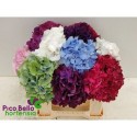 hortensia OV - Pico Bello Hortensia