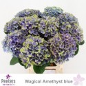 hortensia M MAG AMETHYST - Peeters...