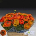renoncule AAZUR ORANGE - .