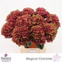 hortensia M MAG CHARLOTTE - .