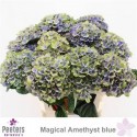 hortensia M MAG AMETHYST BLUE - .