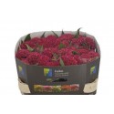 Celosia Rima - Hollande