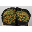 Tulp du valdivia - Black Label Laan Tulips