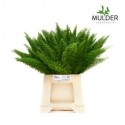 ASP DENS MYERS - Mulder Asparagus