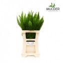 ASP DENS MYERS - Mulder Asparagus