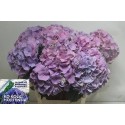 hortensia M CH CASSANOVA - Ko Kolk