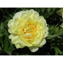 Pivoine Bartzella - France-Midi