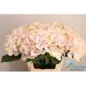 hortensia M MAG EMERALD - .