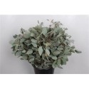 EUC. POPULUS 300GR - .