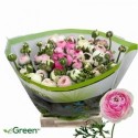 renoncule PORCELAINE - .