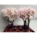 pois de senteur blanc WEDDING - .