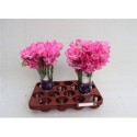 pois de senteur WI SUNS ROSE - .