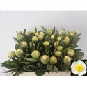 pivoine CLAIRE DE LUNE - .