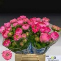 renoncule AAZUR ROSE - .